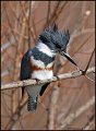 _1SB3388 belted kingfisher
